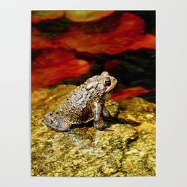 Golden toad with red lily pads Poster