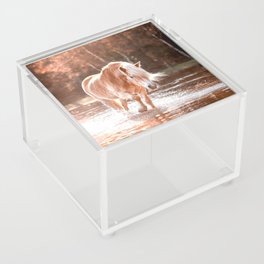 Horse in the water during golden hour | Haflinger | The Netherlands | Animal Acrylic Box