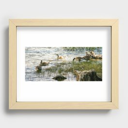 Wild Canada Geese, Silver Lake, Eldorado National Forest, California Recessed Framed Print