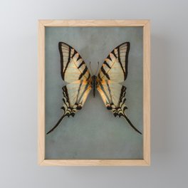 Swallowtail Framed Mini Art Print