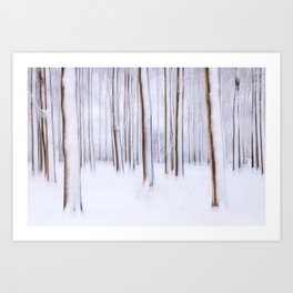 Winter Forest Netherlands - Utrechtse Heuvelrug Photo print | Nature photography Art Print