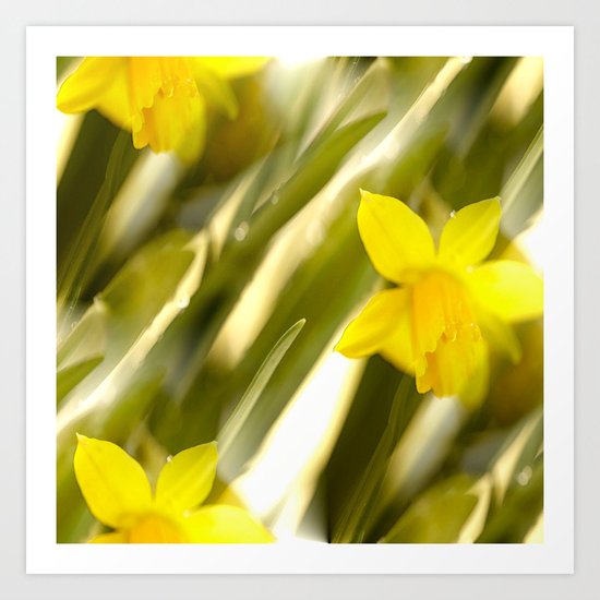 Spring atmosphere with yellow narcissus Art Print