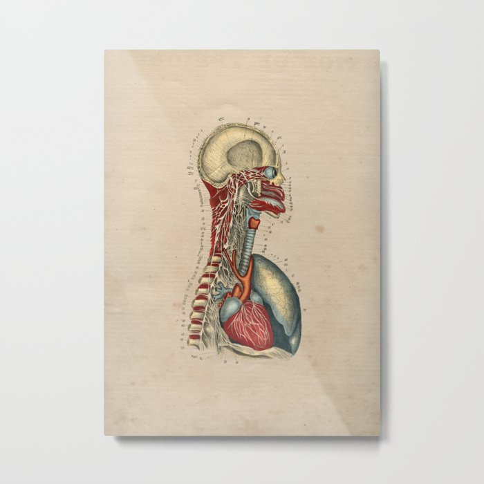 Human Heart Nerves Anatomy 1841 Print Metal Print