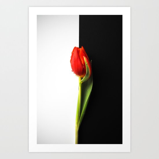 Black and White and Red Tulip Art Print