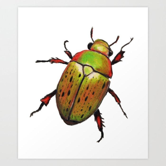 Australian Christmas Beetle (Anoplognathus suturalis) Art Print