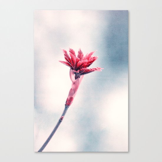 curiosity Canvas Print