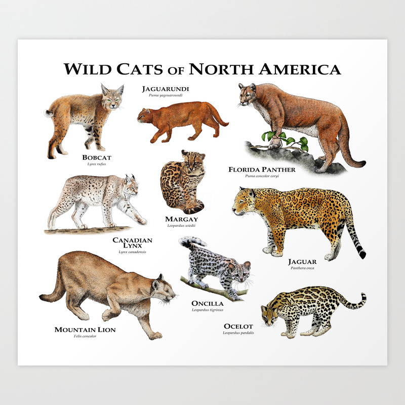 Wildcats Of North America Art Print By Wildlife Art Society6