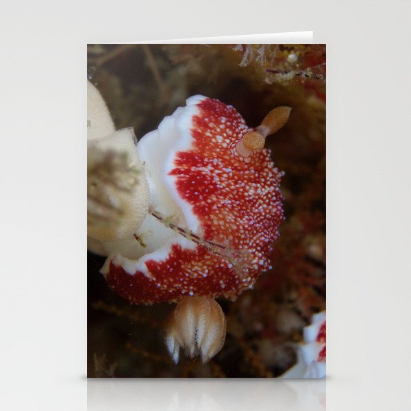 Red bunny nudibranch Stationery Cards