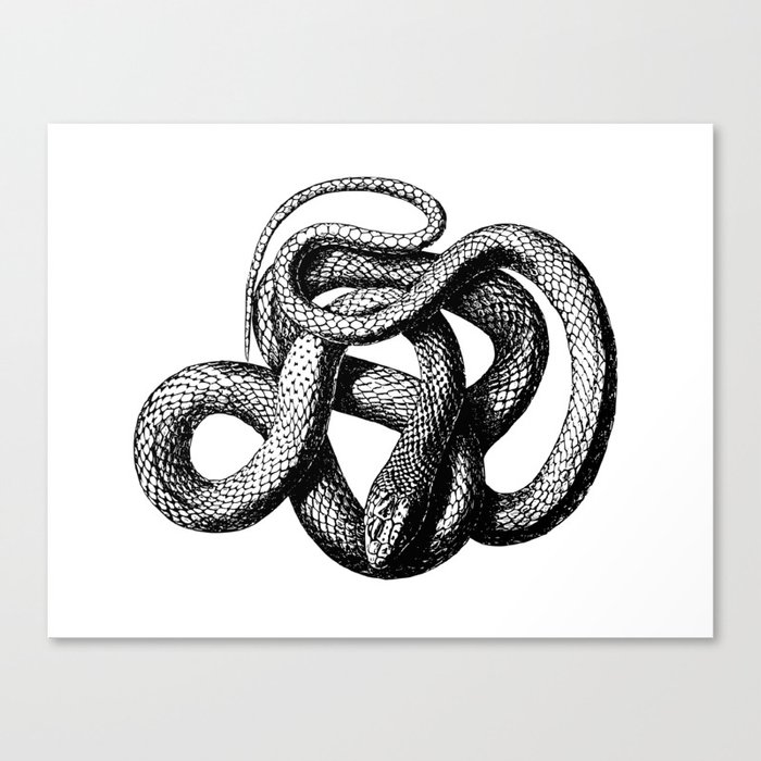 The Snake Canvas Print
