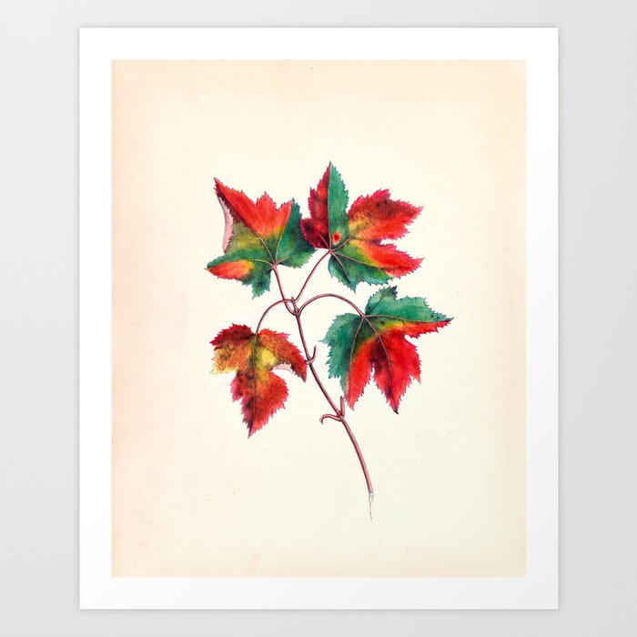 Red maple by Clarissa Munger Badger, 1859 (benefitting The Nature Conservancy) Art Print Art Print