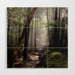 Forest in Fog Wood Wall Art