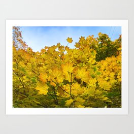 Sky leaves Art Print