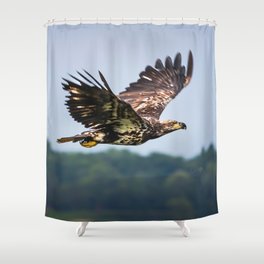 Immature Bald Eagle Shower Curtain