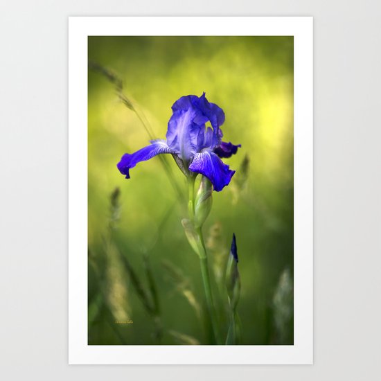 Violet Iris Flower Art Print