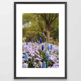 A blissful afternoon among blues and lavenders Framed Art Print