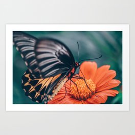 Butterfly flower | Nature Art Print