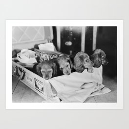 Dachs in a box; funny, cute four Dachshund pups in suitcase box vintage 1920's circa era black and white photograph Art Print