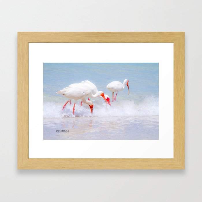 White Egret Feeding #1 Framed Art Print