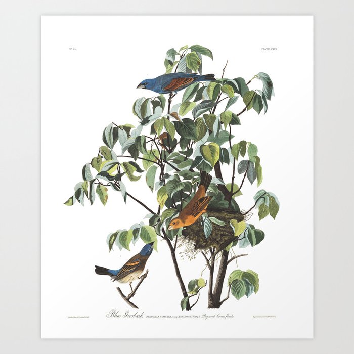 Blue Grosbeak (Audubon) Art Print