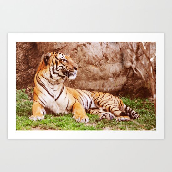 Malayan Tiger II Art Print