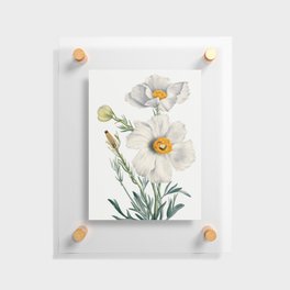 Matilija Poppy (Romneya coulteri) (1931) by Mary Vaux Walcott Floating Acrylic Print