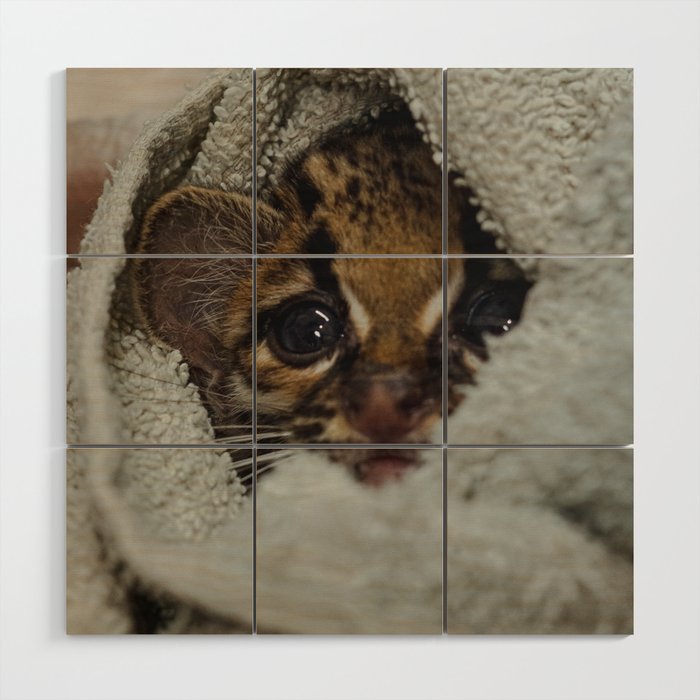 Baby Ocelot at Alturas Sanctuary in Costa Rica Wood Wall Art