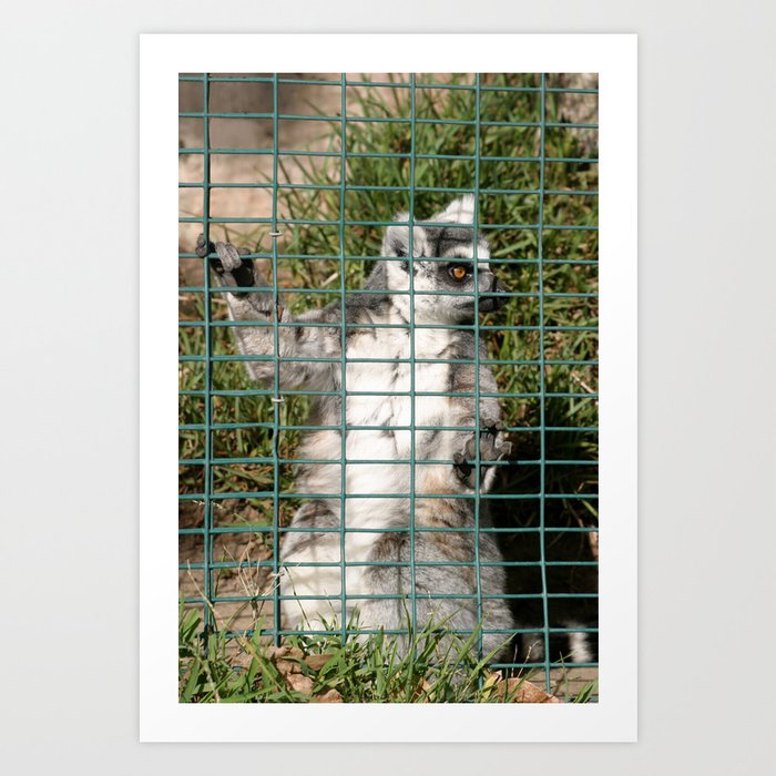 Ring Tailed Lemur Art Print