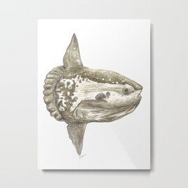 Ocean sunfish Mola Metal Print