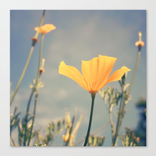 orange poppies! Canvas Print