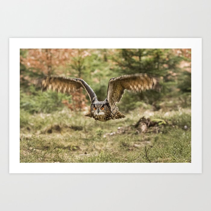 Eagle Owl In Flight Art Print