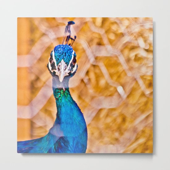 Staring Metal Print