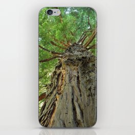 Up (Photograph of Tall Tree)  iPhone Skin