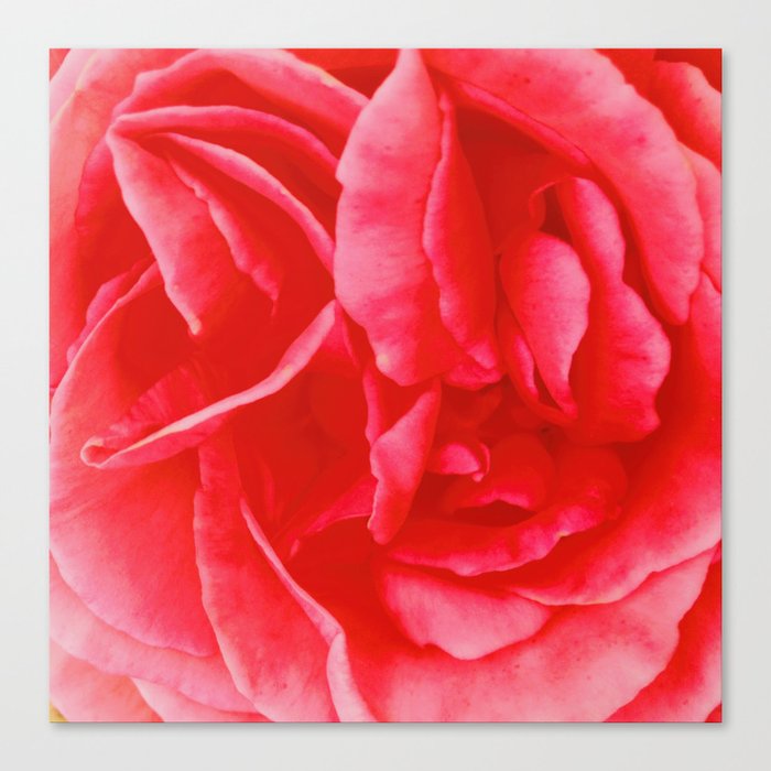 Portland Rose Canvas Print
