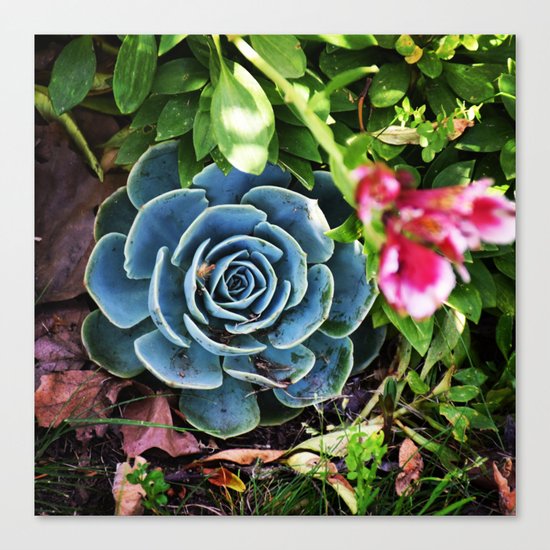 Hidden Succulent Canvas Print