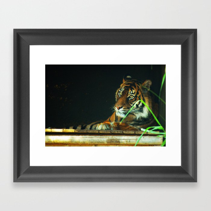 tiger resting Framed Art Print