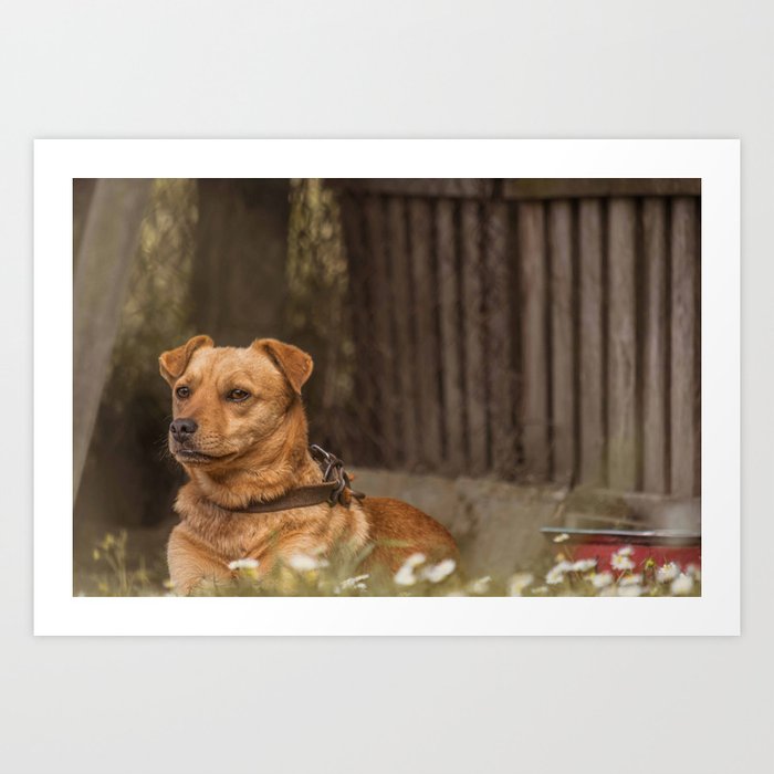 Brown Dog Art Print