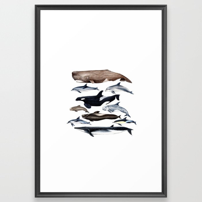Atlantic whales, dolphins and orca Framed Art Print