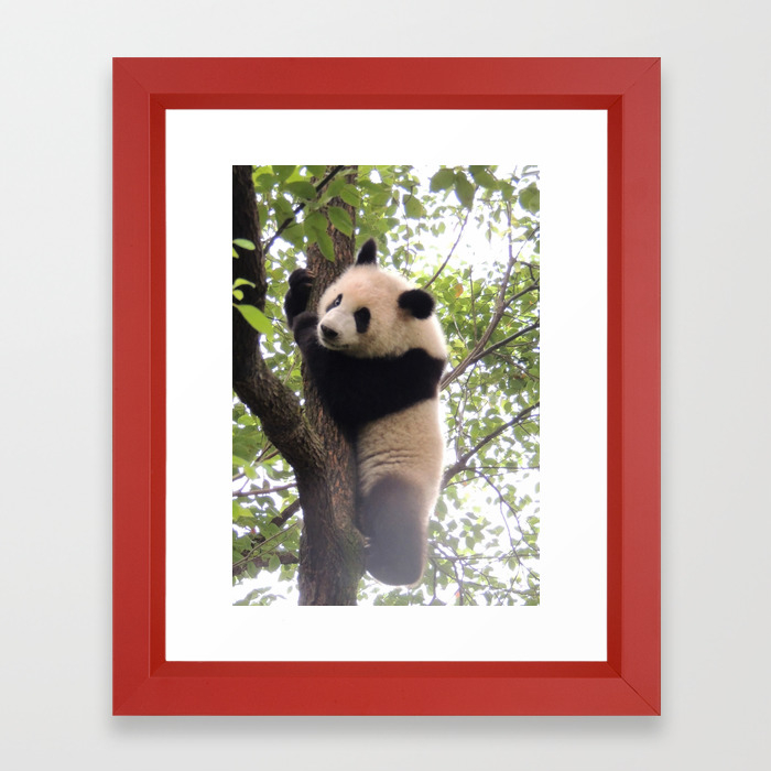 Chongqing Baby Giant Panda Bebe Panda Geant Framed Art Print By Sylviecharbonneau Society6 Chongqing Baby Giant Panda Bebe Panda Geant Framed Art Print By Sylviecharbonneau Society6