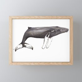 Humpback whale Megaptera Framed Mini Art Print