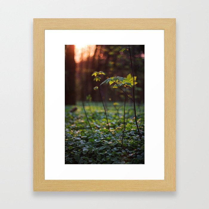 Forest Ground (2) Framed Art Print