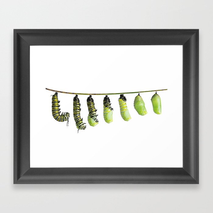 monarch caterpillar  in various stages of shedding until the skin falls away and a chrysalis  to ta Framed Art Print