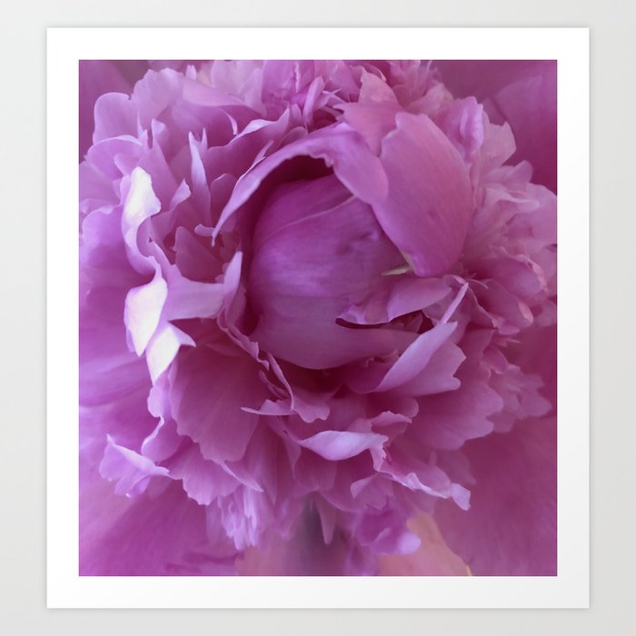 pink peony Art Print