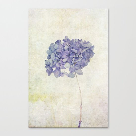 Blue Hydrangea Canvas Print