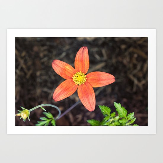 Orange flower Art Print
