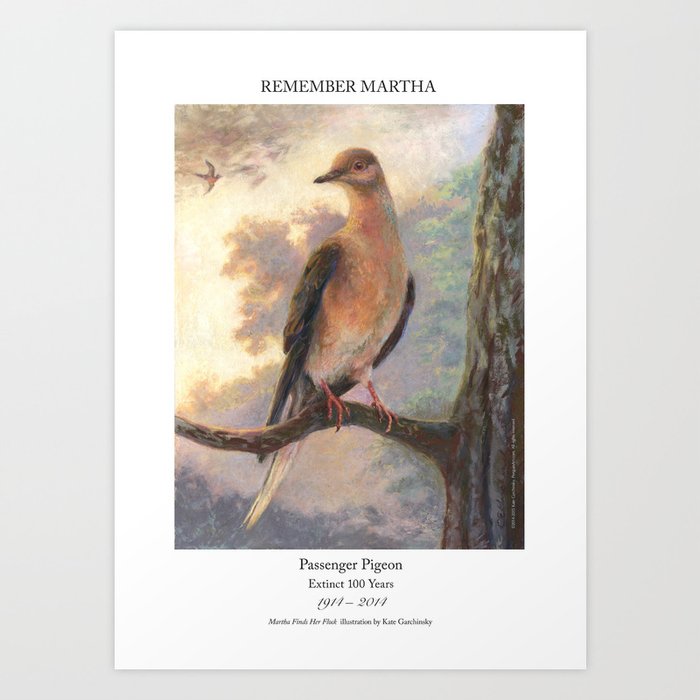 Passenger Pigeon - Martha Finds Her Flock  Art Print