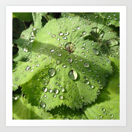 Alchemilla Art Print