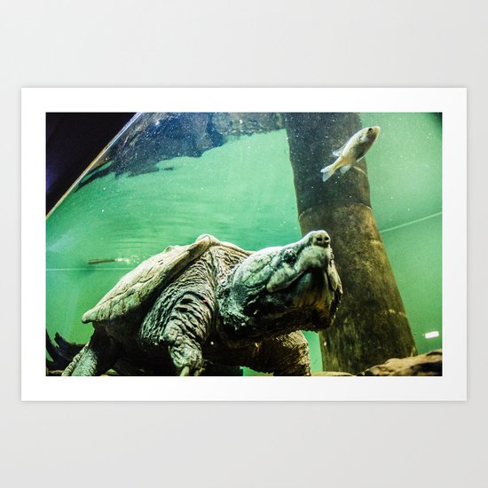 An Alligator Snapping Turtle Art Print