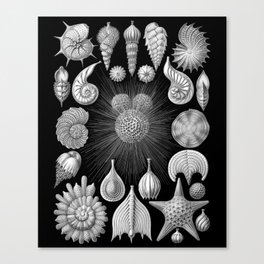 Sea Shells and Starfish (Thalamophora) by Ernst Haeckel Canvas Print