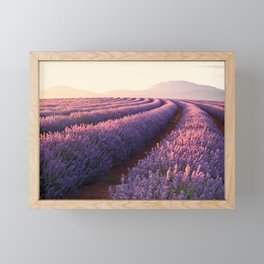 Lavendar Farm Framed Mini Art Print