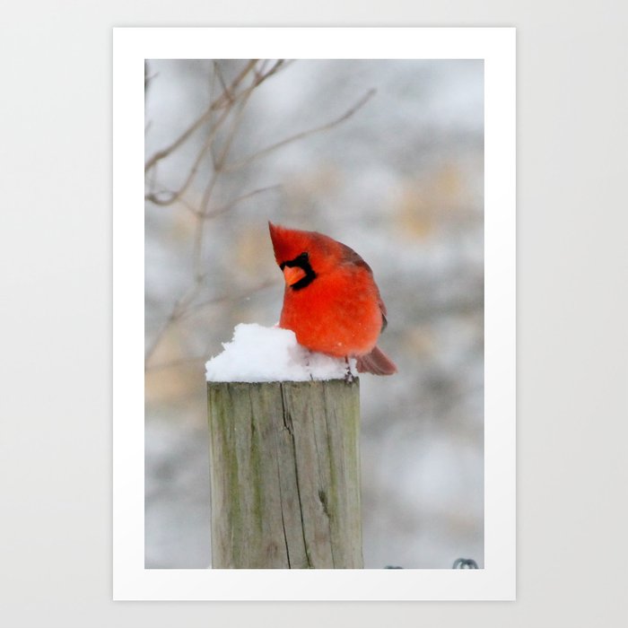 Winter Cardinal Art Print